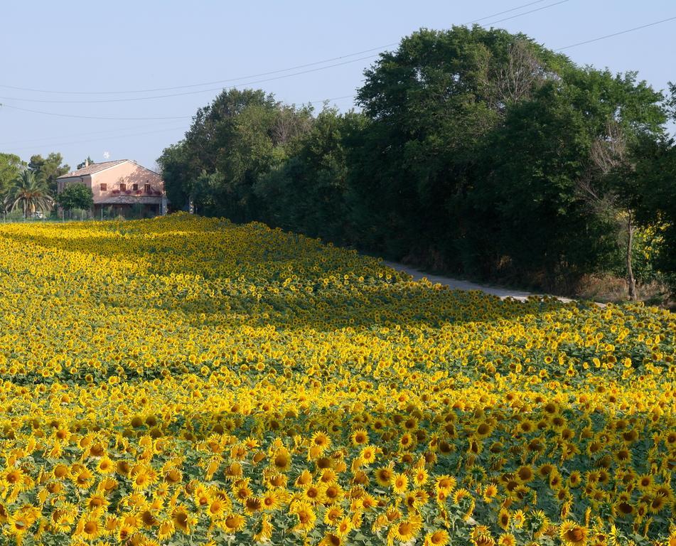 Fontebella Bed & Breakfast Montemarciano Eksteriør bilde